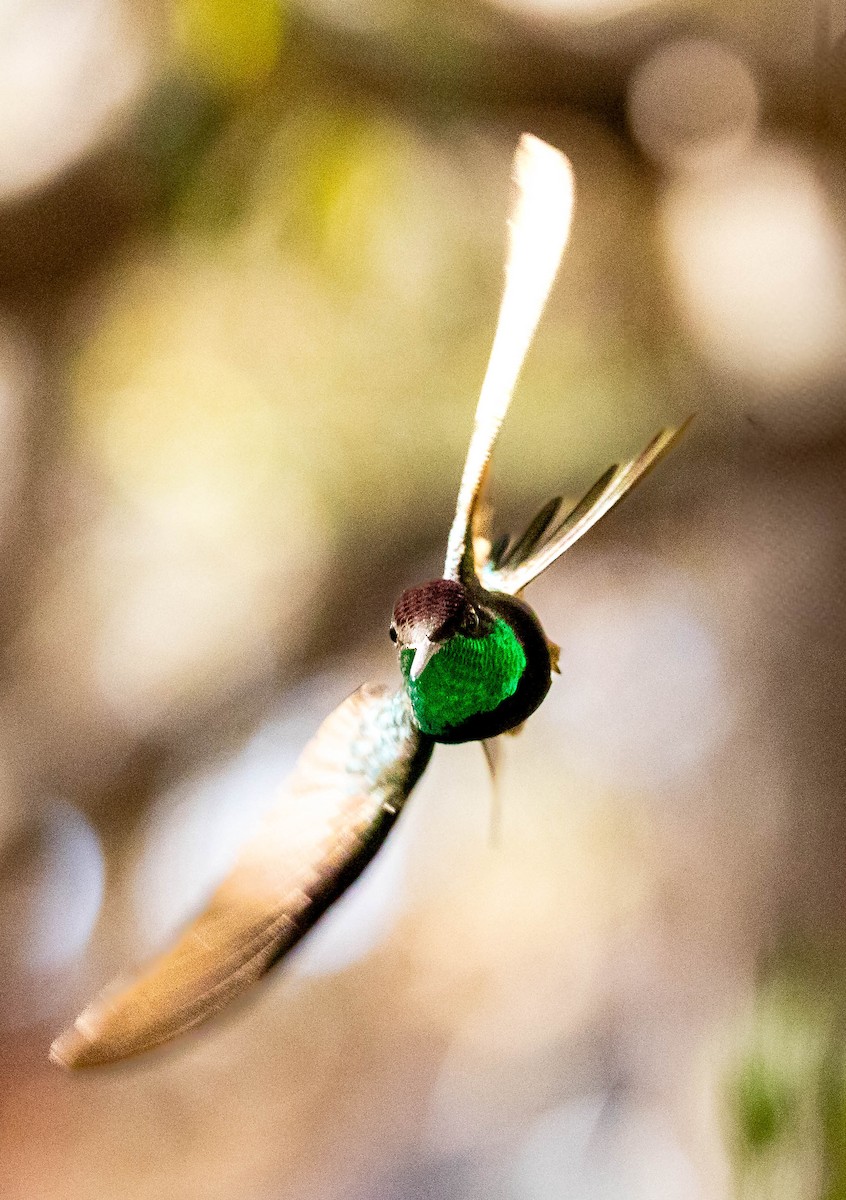 Rivoli's Hummingbird - ML642831307