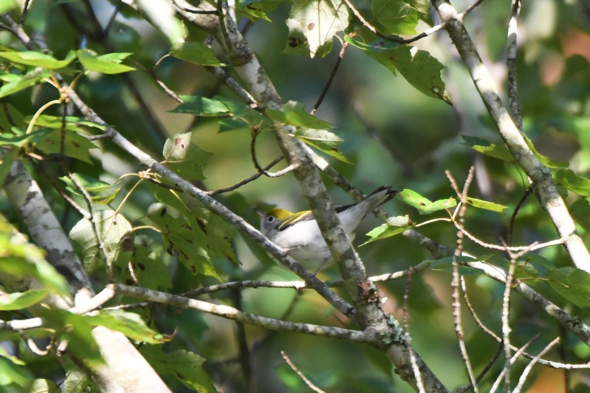 Chestnut-sided Warbler - ML642831312