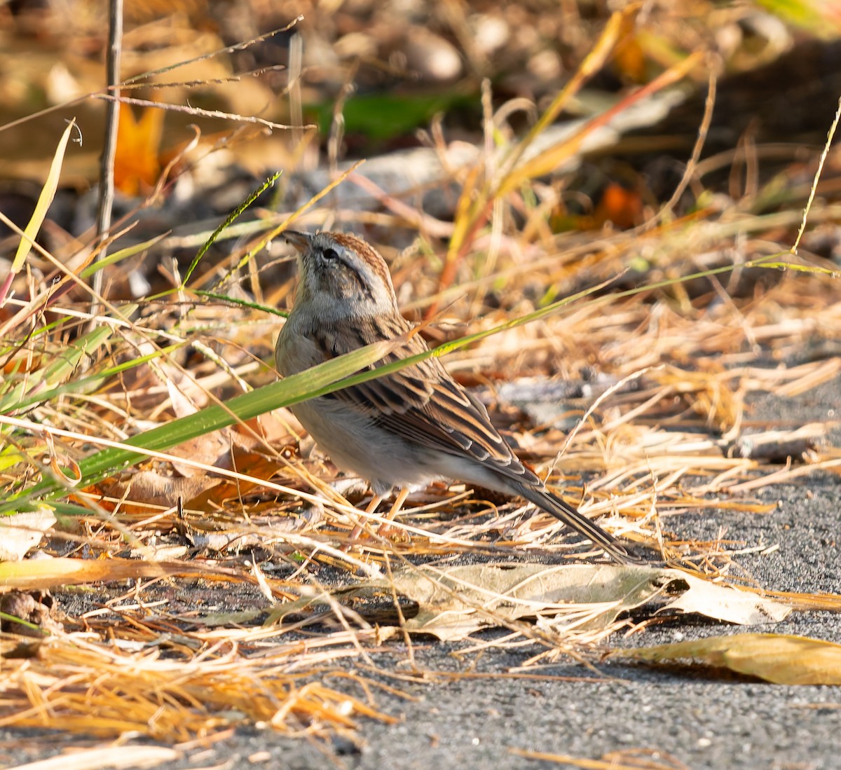 Chipping Sparrow - ML642831317