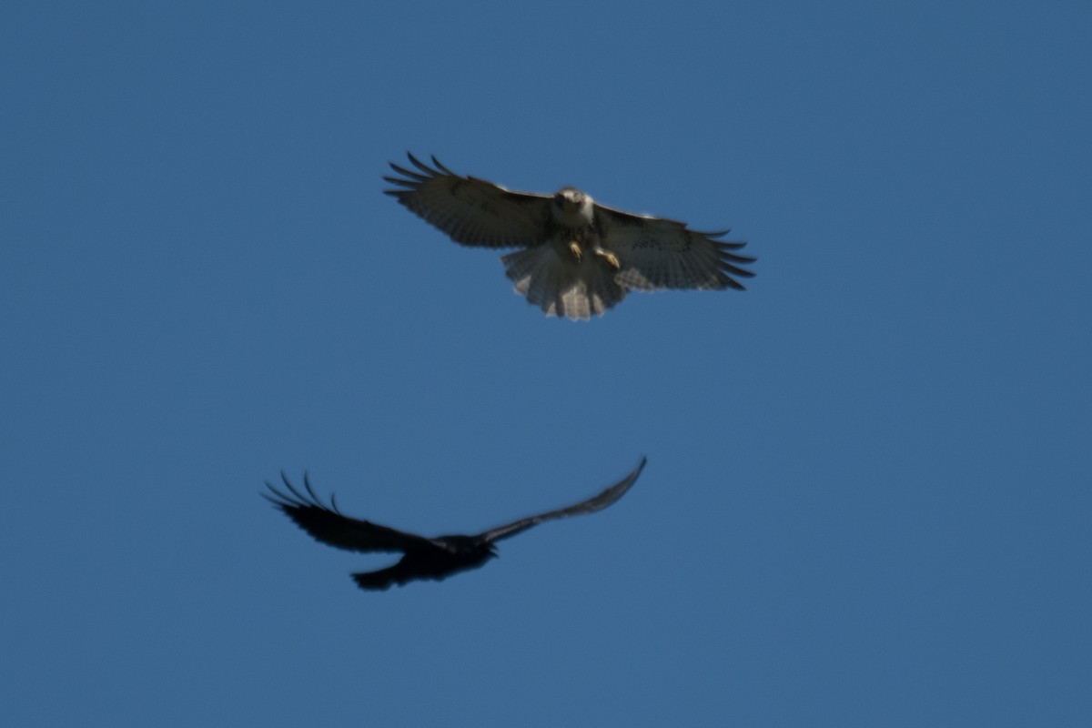 Red-tailed Hawk - ML642831319