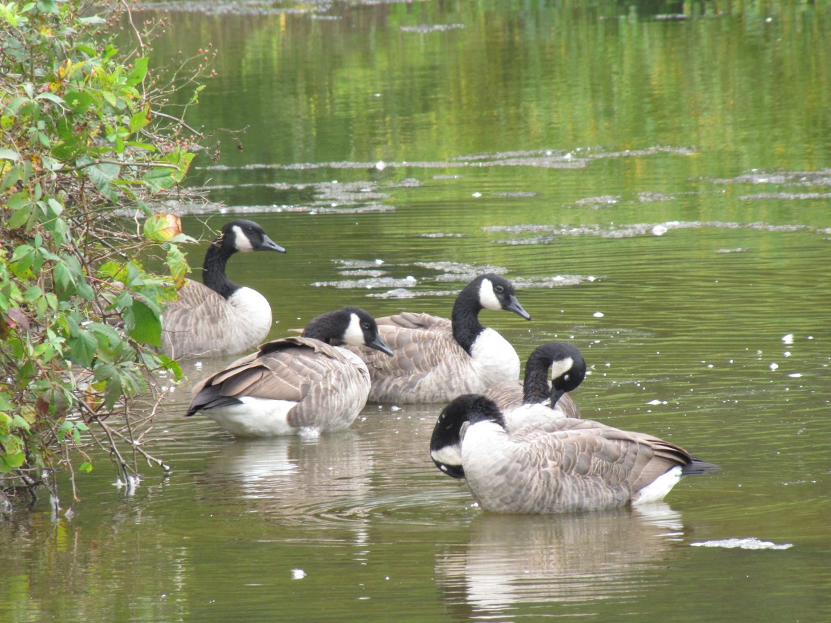 Canada Goose - ML642831322