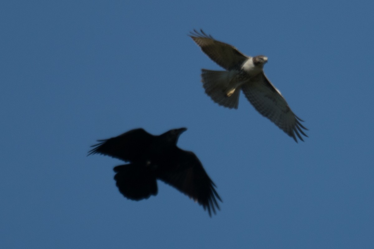 Common Raven - ML642831323