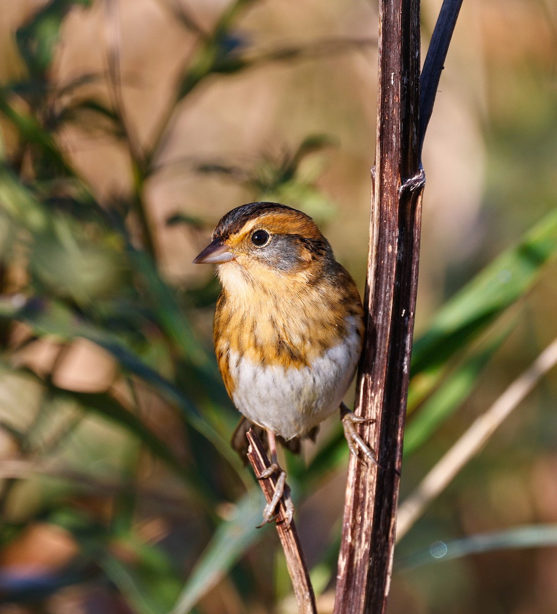Nelson's Sparrow - ML642831324