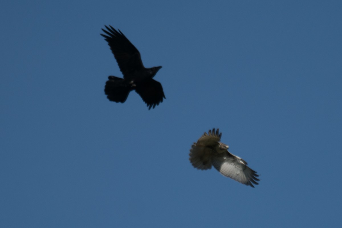 Common Raven - ML642831326