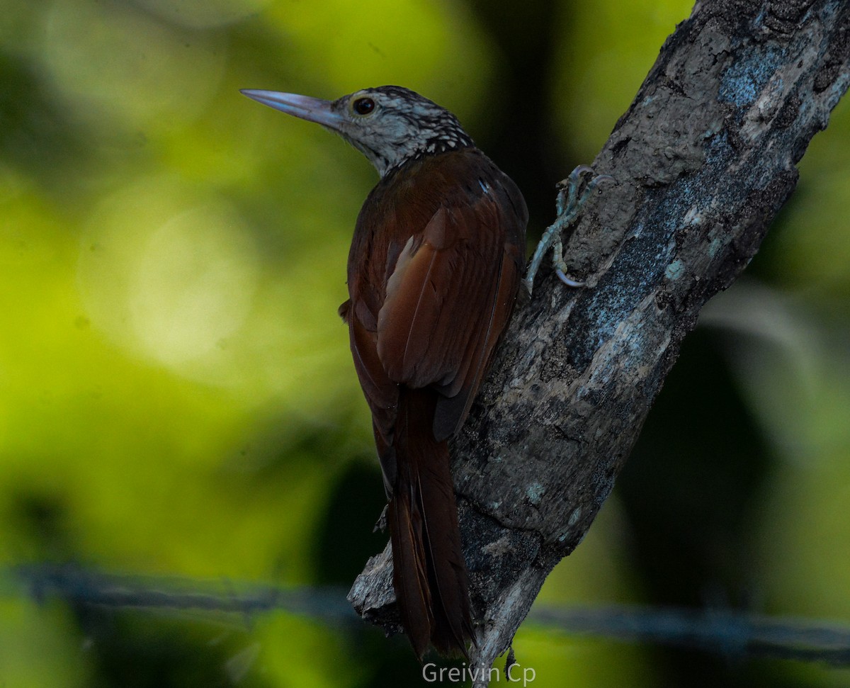 Straight-billed Woodcreeper - ML642831327