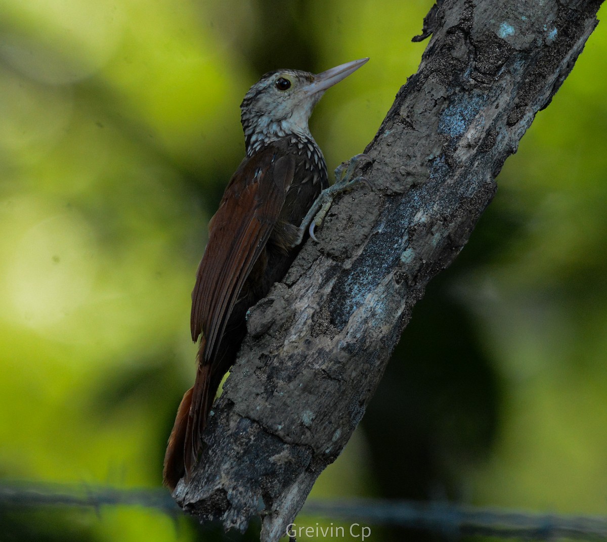 Straight-billed Woodcreeper - ML642831328