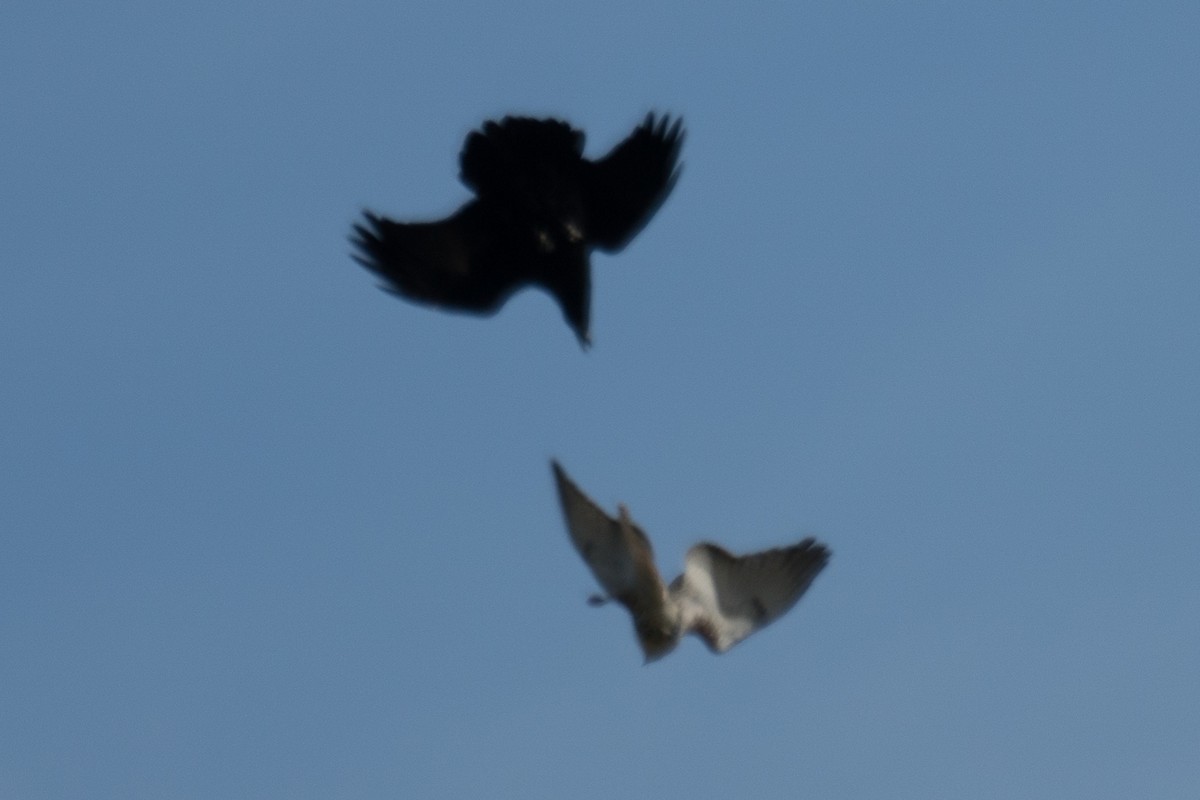 Red-tailed Hawk - ML642831331