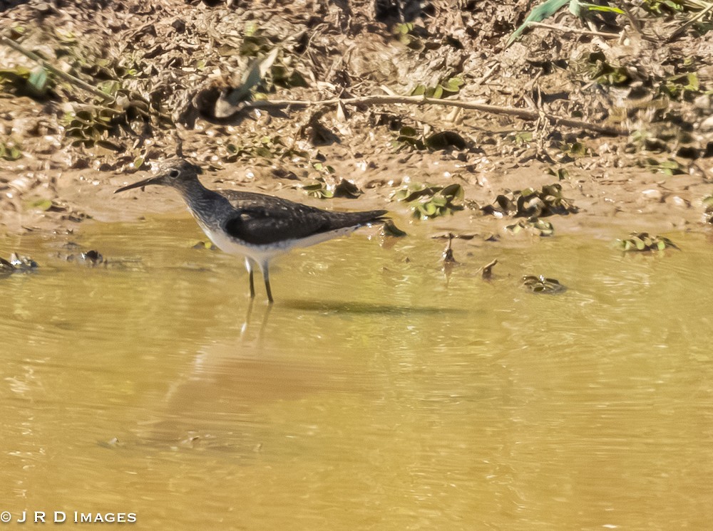 Solitary Sandpiper - ML642831332