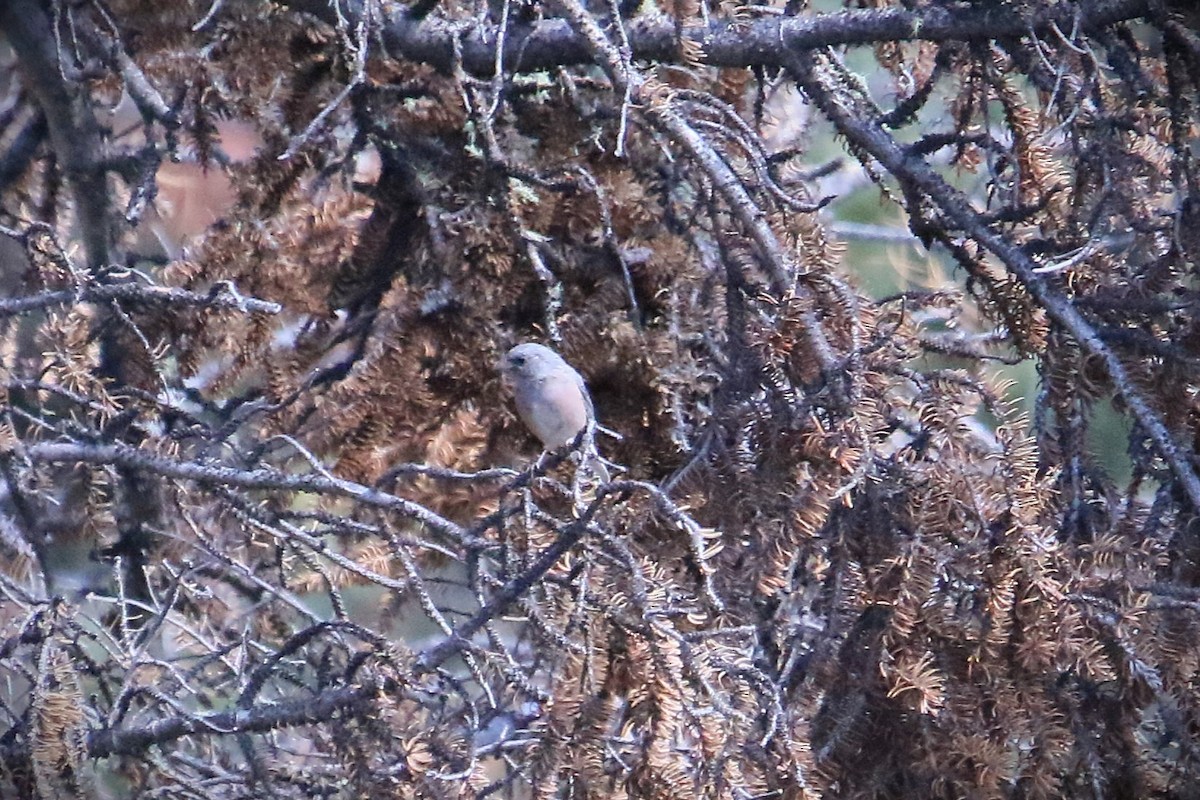 Dark-eyed Junco (Pink-sided) - ML642831333