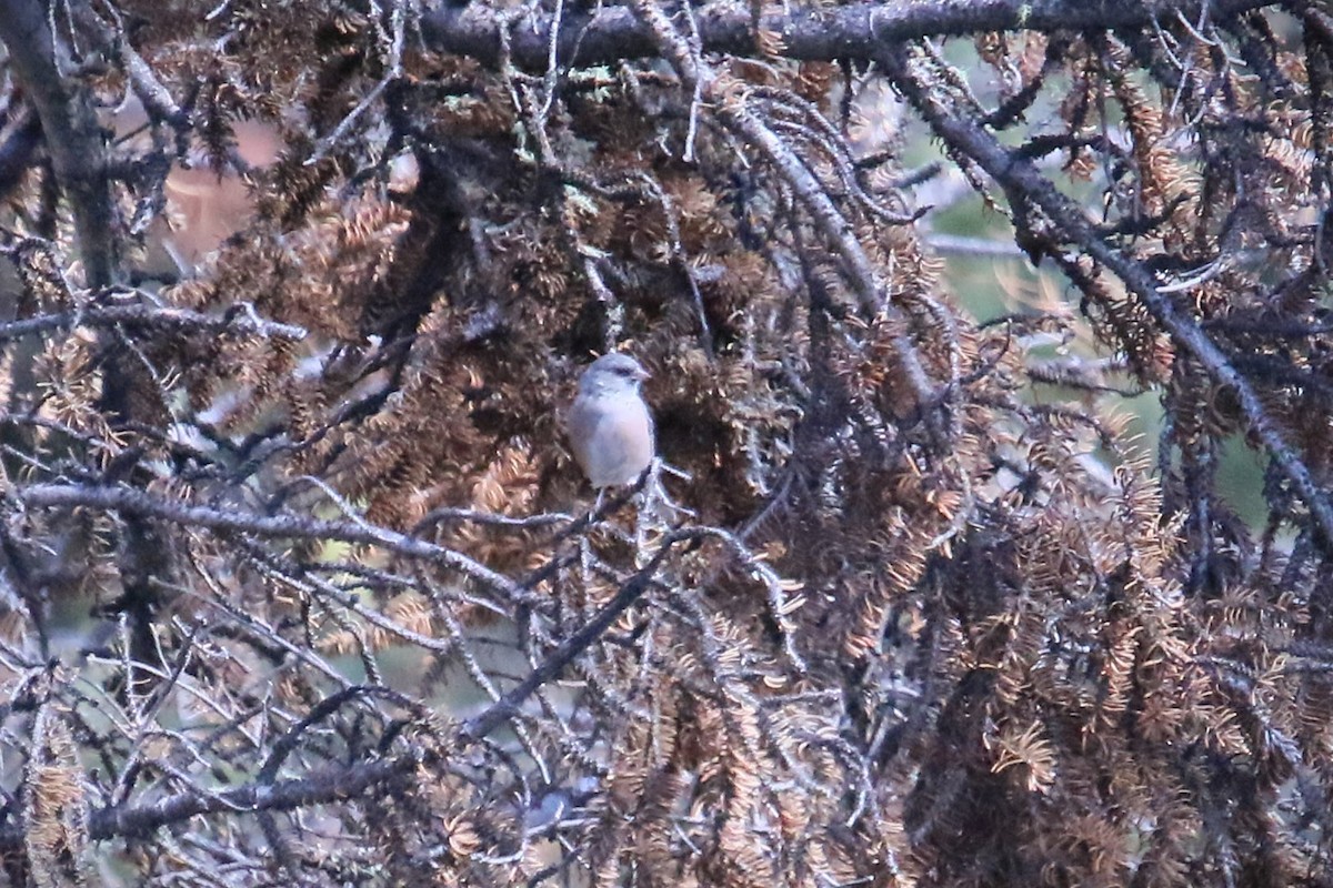 Dark-eyed Junco (Pink-sided) - ML642831334
