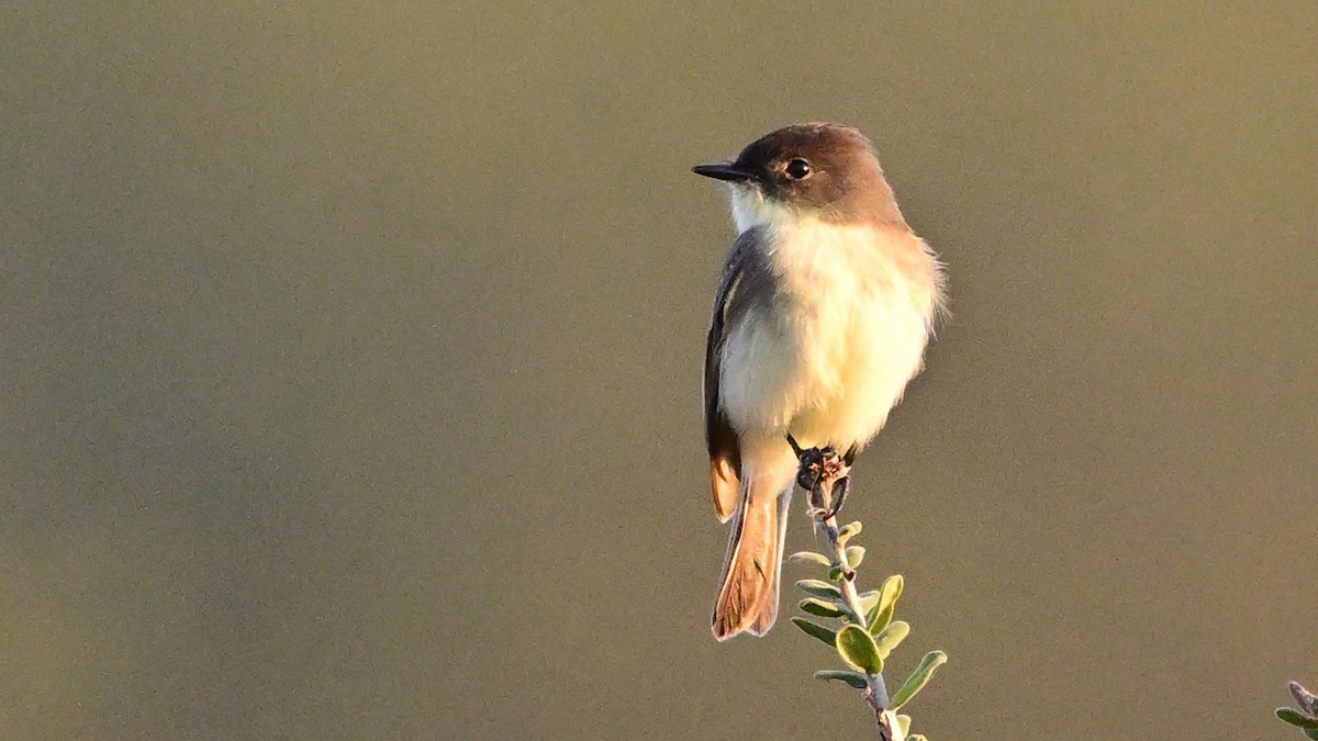 Eastern Phoebe - ML642831336