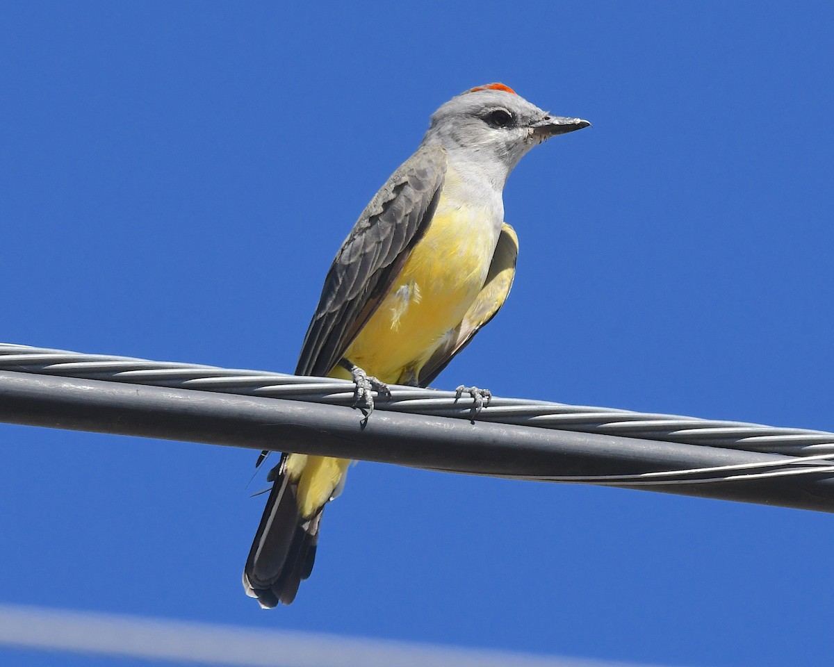 Western Kingbird - ML642831339