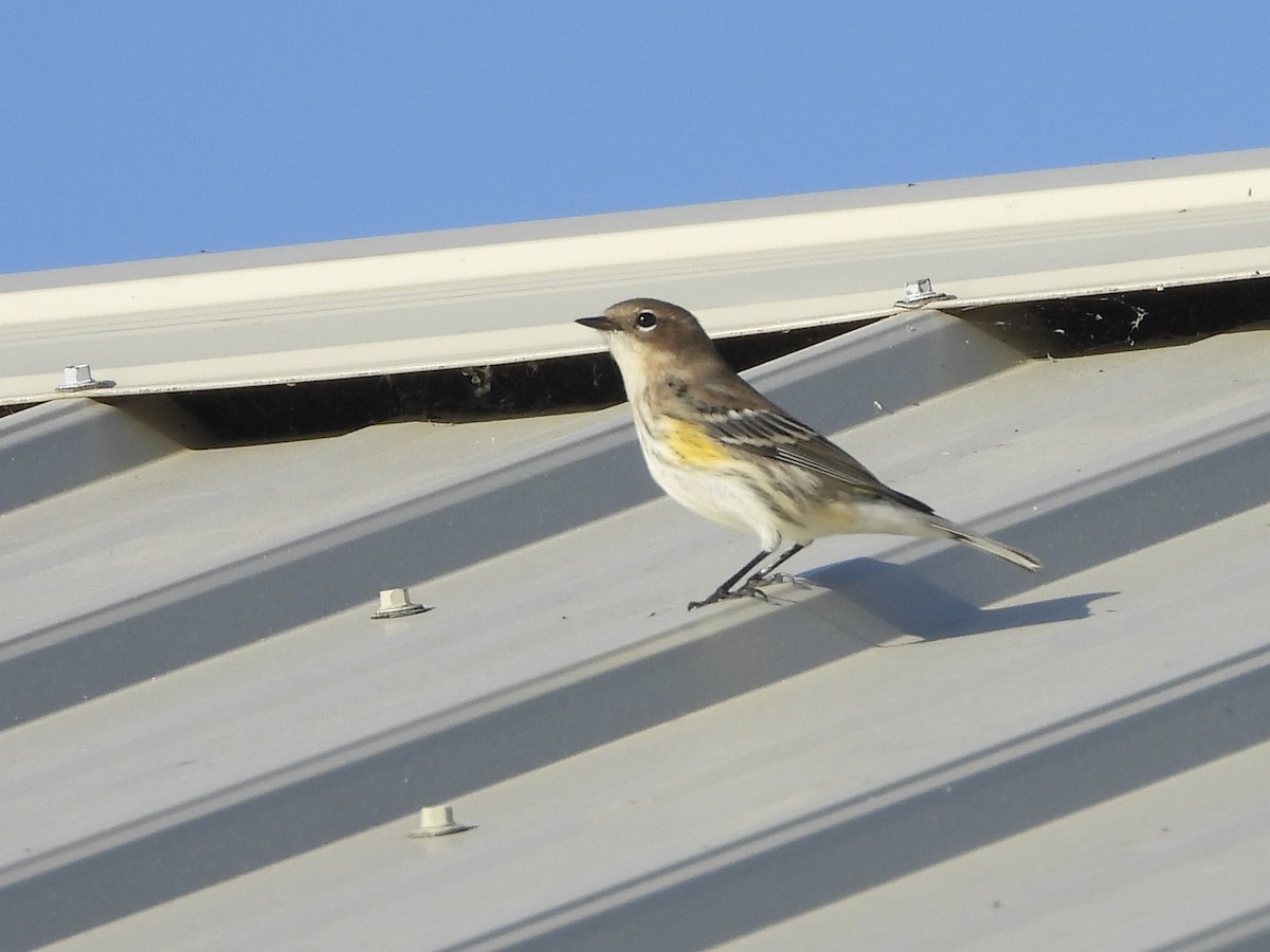 Yellow-rumped Warbler - ML642831343