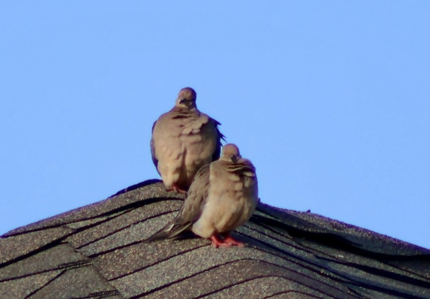 Mourning Dove - ML642831344