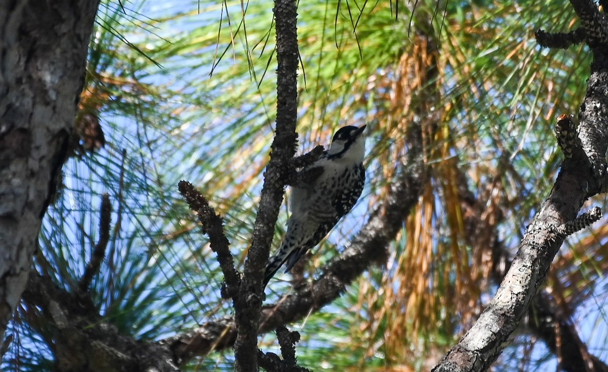 Red-cockaded Woodpecker - ML642831346