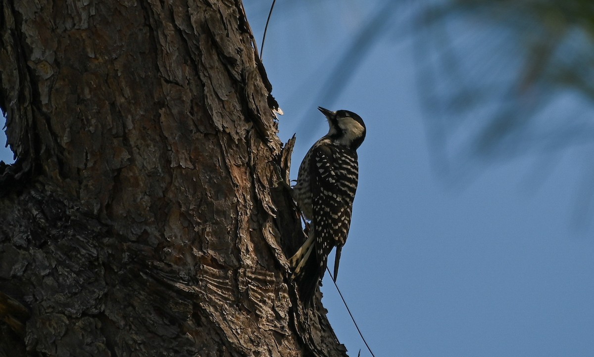 Red-cockaded Woodpecker - ML642831347