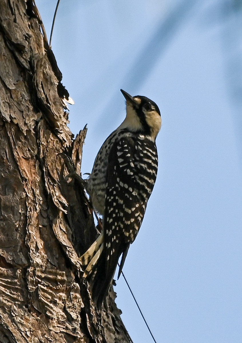 Red-cockaded Woodpecker - ML642831349