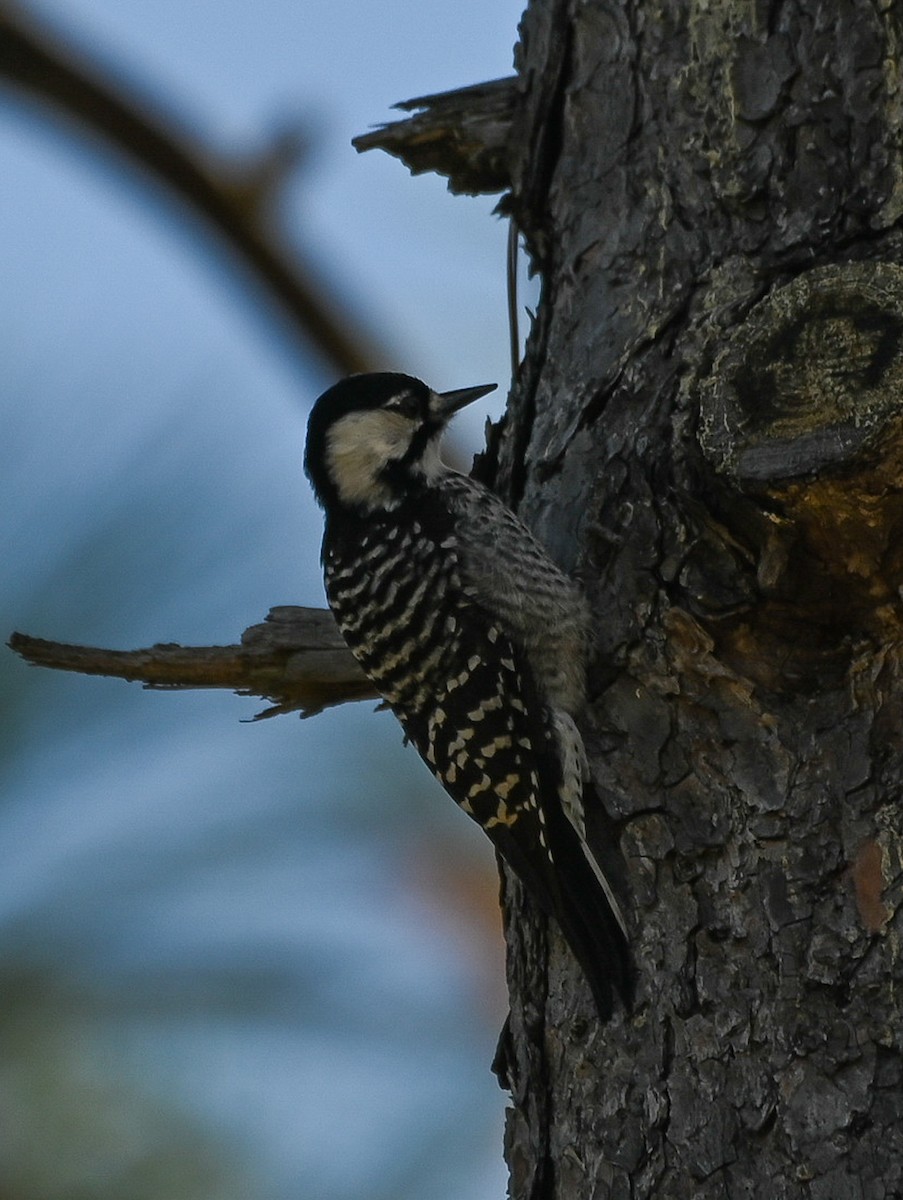 Red-cockaded Woodpecker - ML642831350