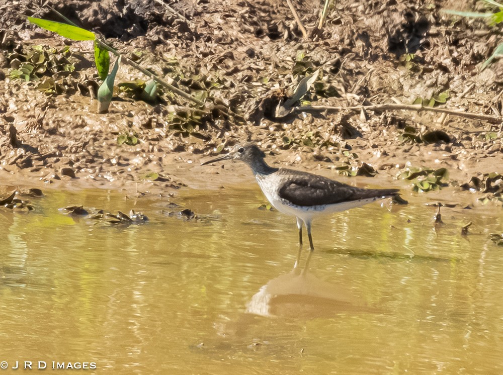 eremittsnipe - ML642831367
