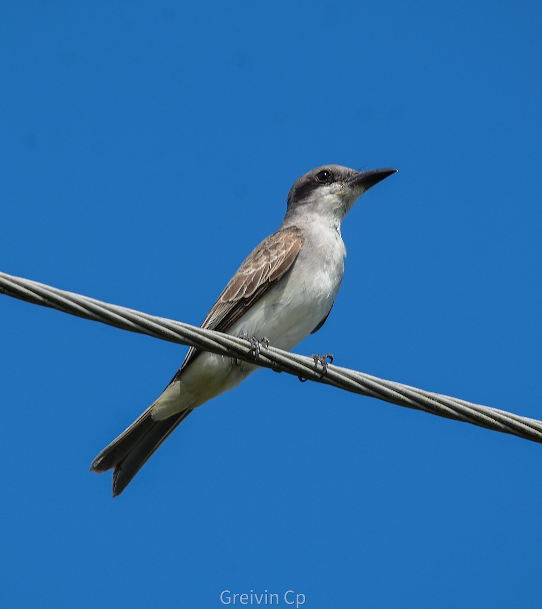 Gray Kingbird - ML642831372
