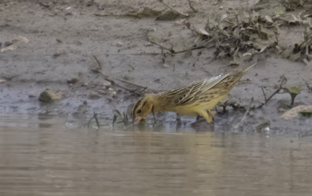 Bobolink - ML642831398