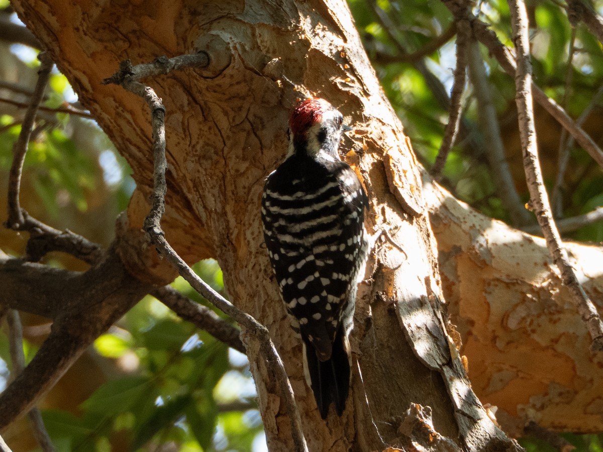 Nuttall's Woodpecker - ML642831409