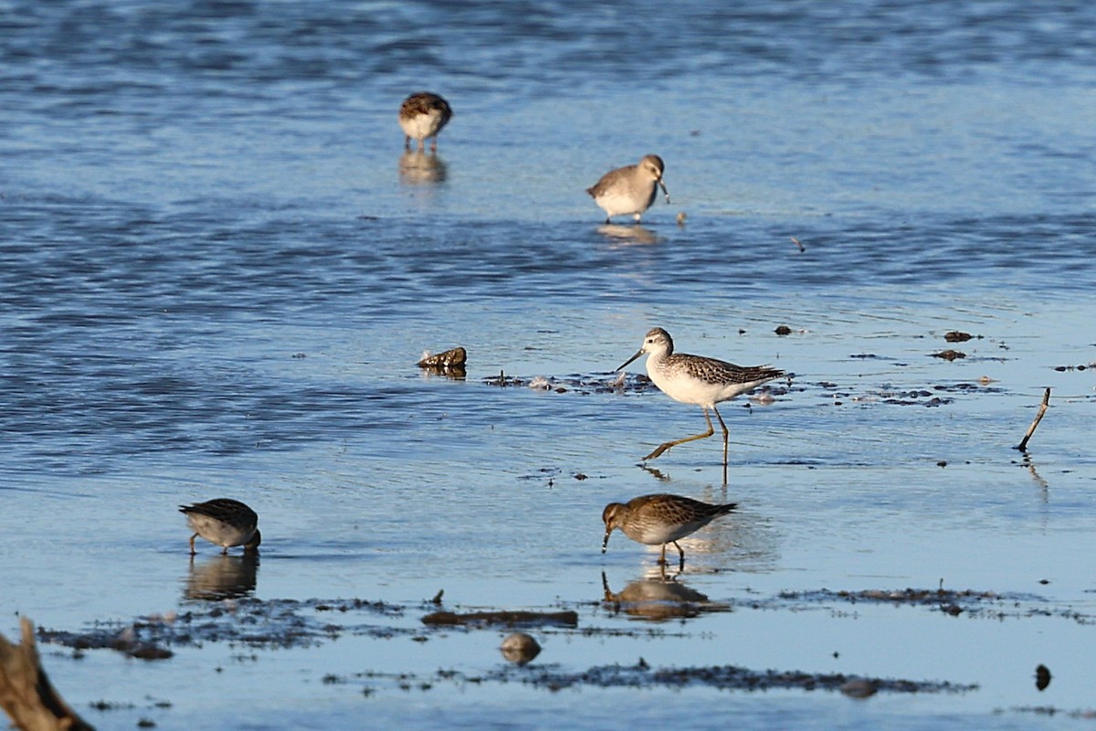 Marsh Sandpiper - ML642831411