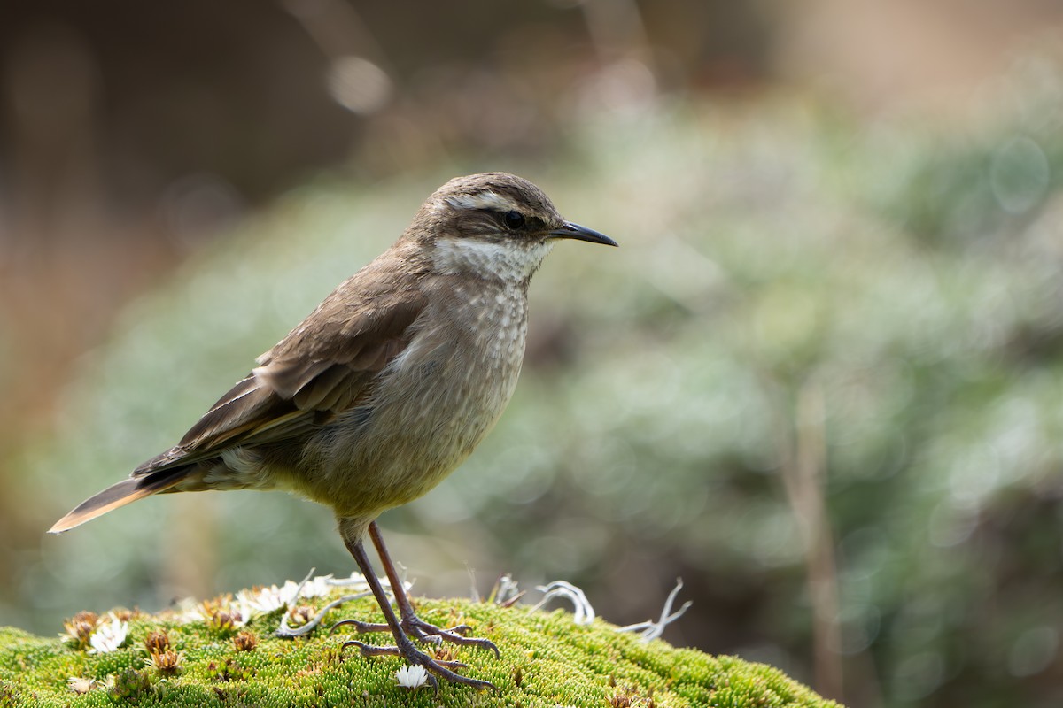 Chestnut-winged Cinclodes - ML642831417