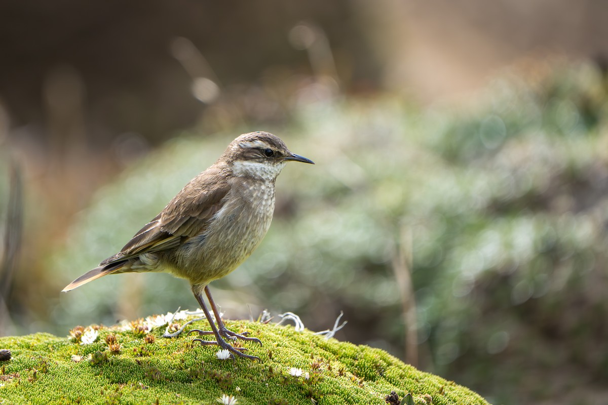 Chestnut-winged Cinclodes - ML642831418