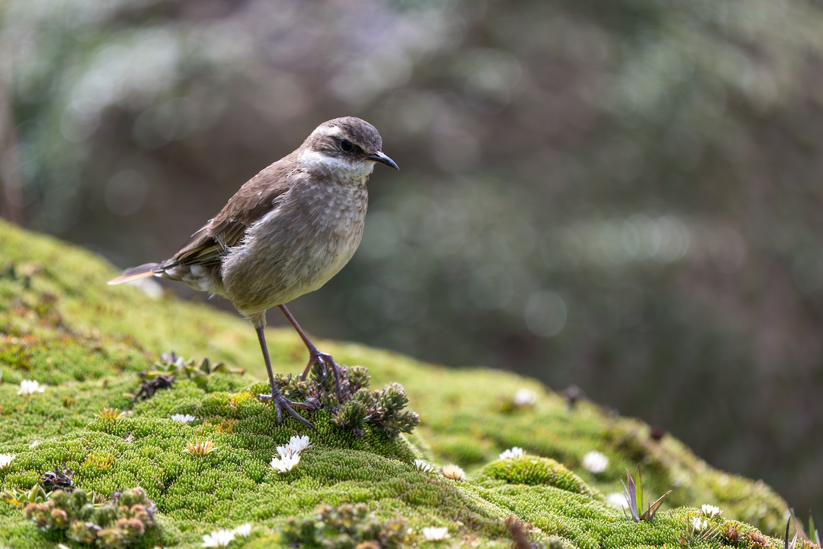 Chestnut-winged Cinclodes - ML642831420