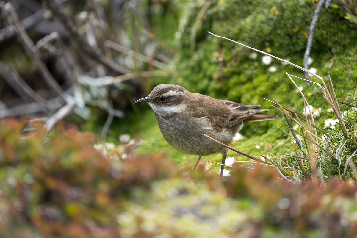 Chestnut-winged Cinclodes - ML642831421