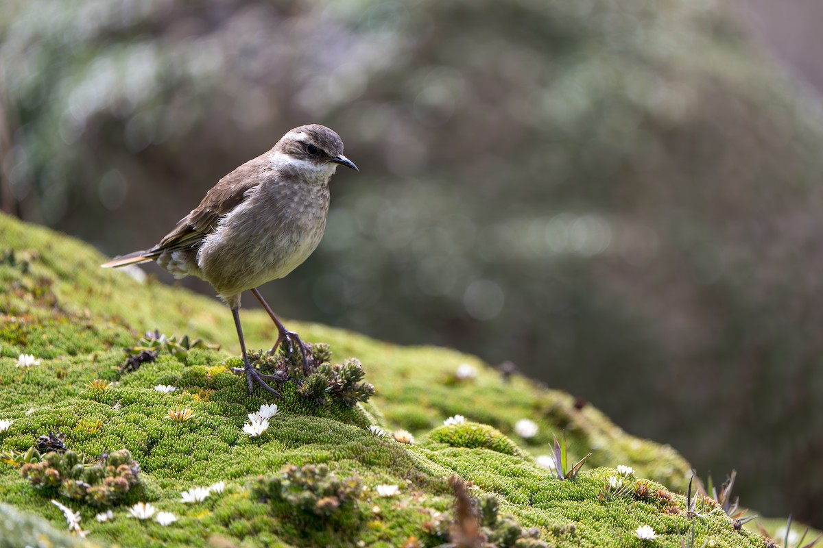 Chestnut-winged Cinclodes - ML642831422