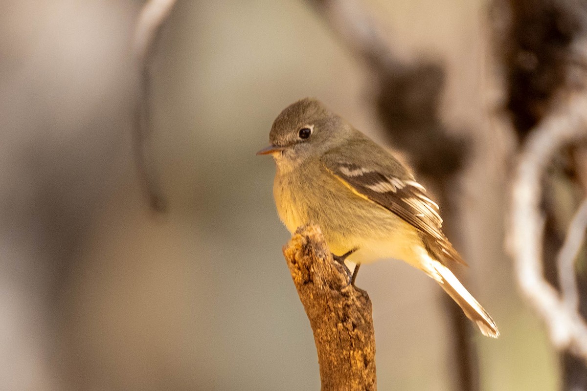 Dusky-capped Flycatcher - ML642831423