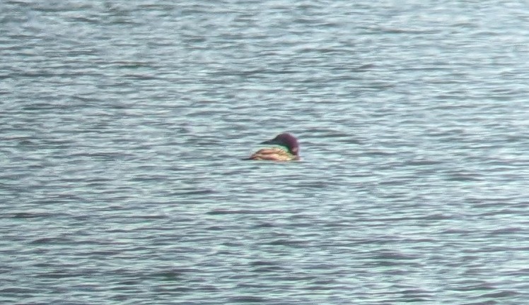 Common Loon - ML642831428