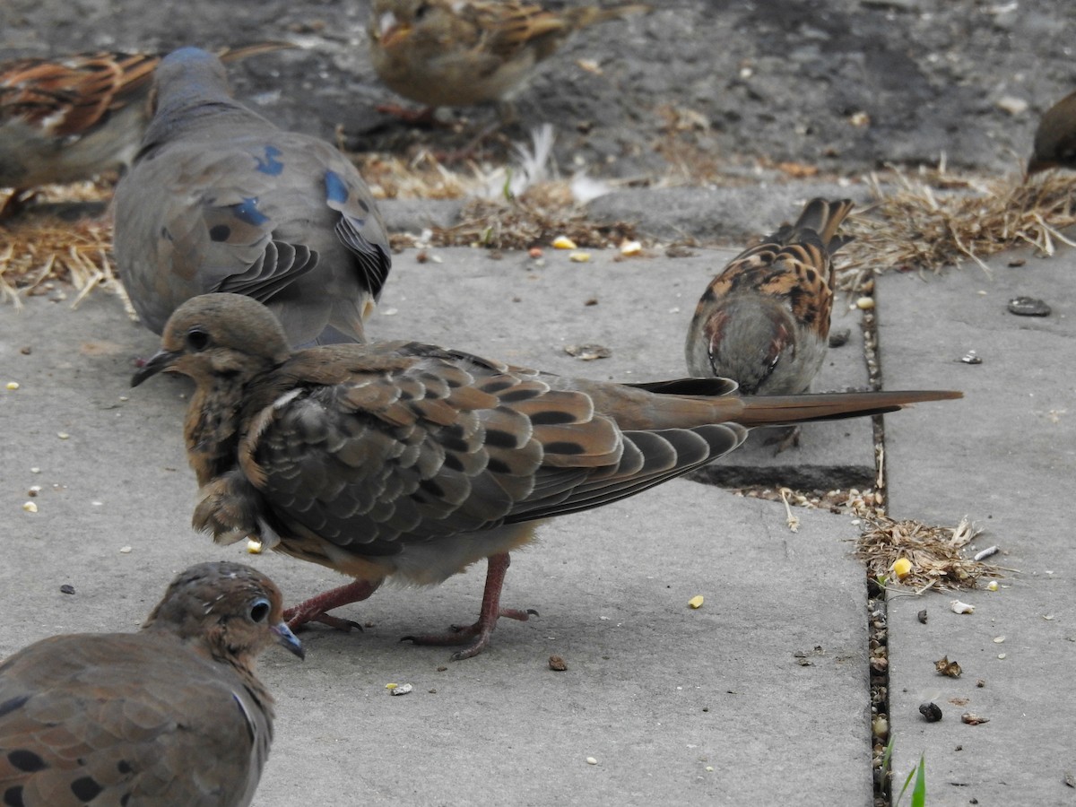 Mourning Dove - ML642831453
