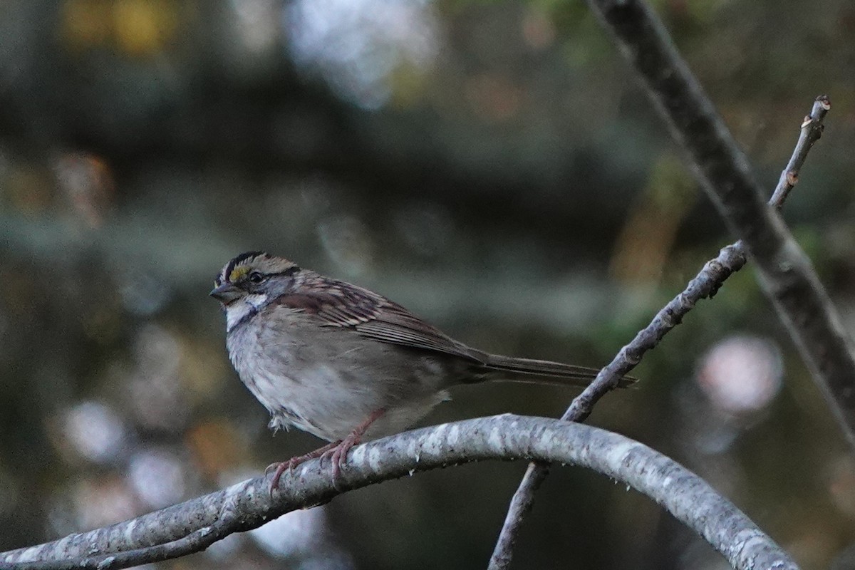White-throated Sparrow - ML642831460