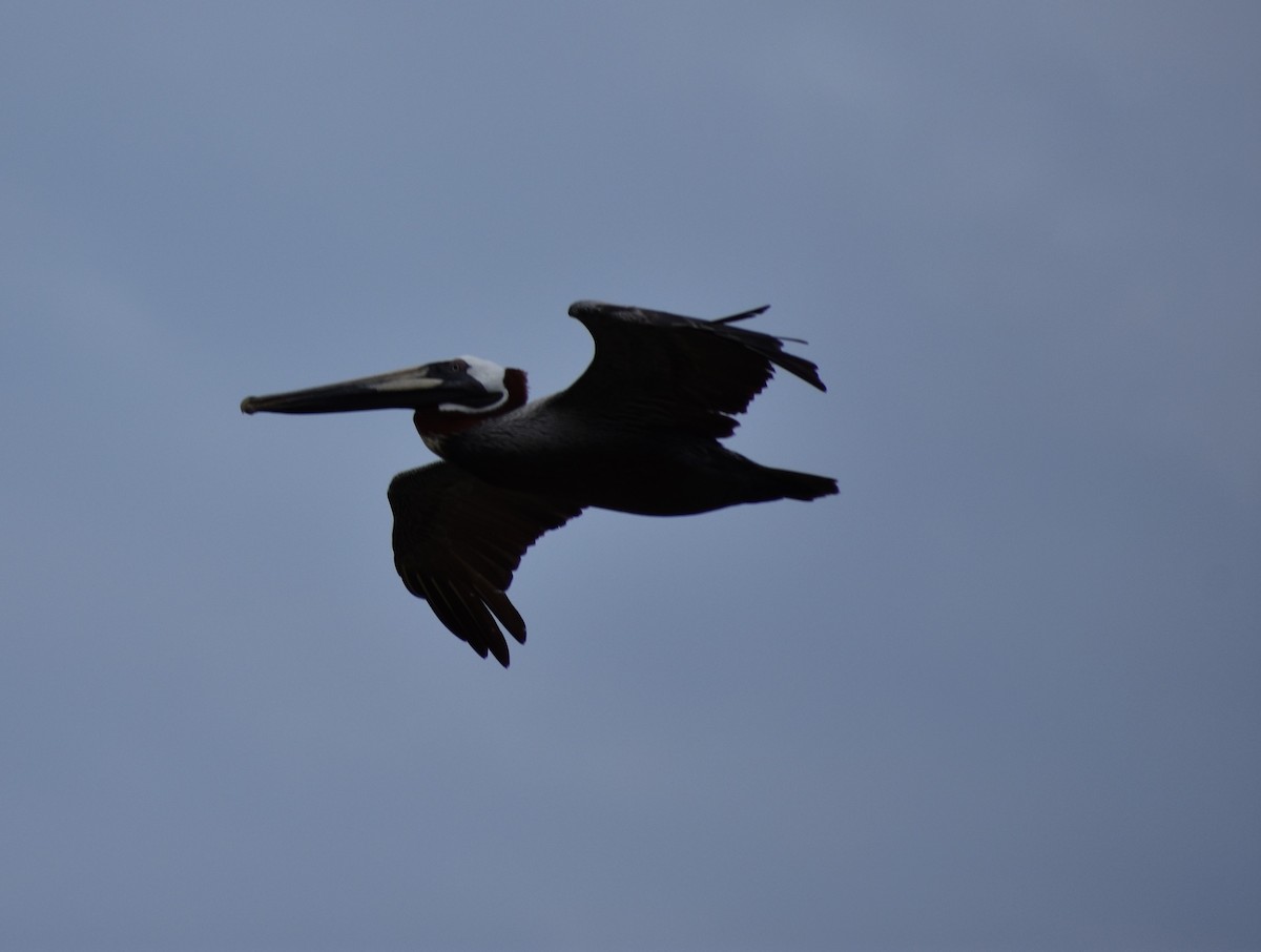 Brown Pelican - ML642831461
