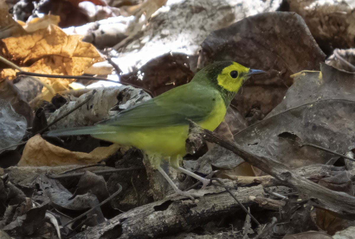 Hooded Warbler - ML642831462