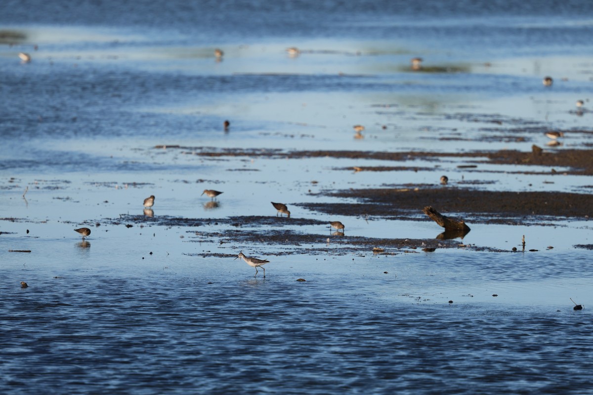 Marsh Sandpiper - ML642831470