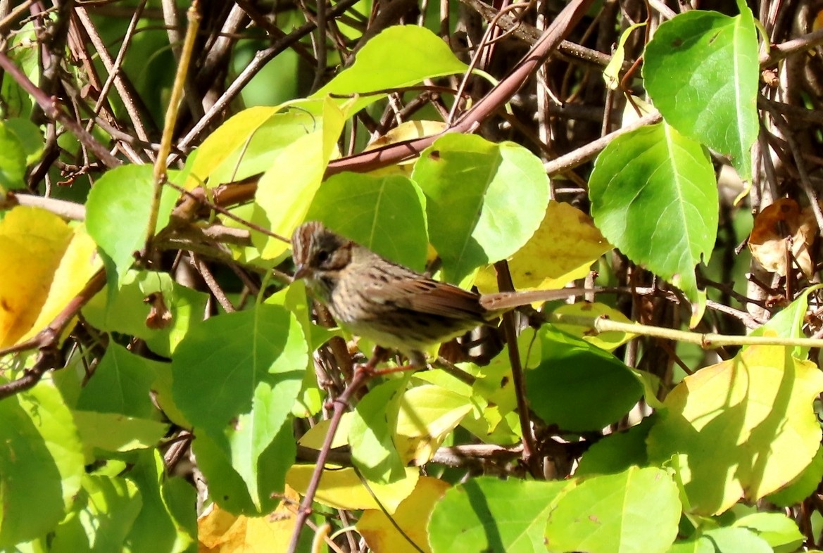 gråbrynspurv - ML642831472