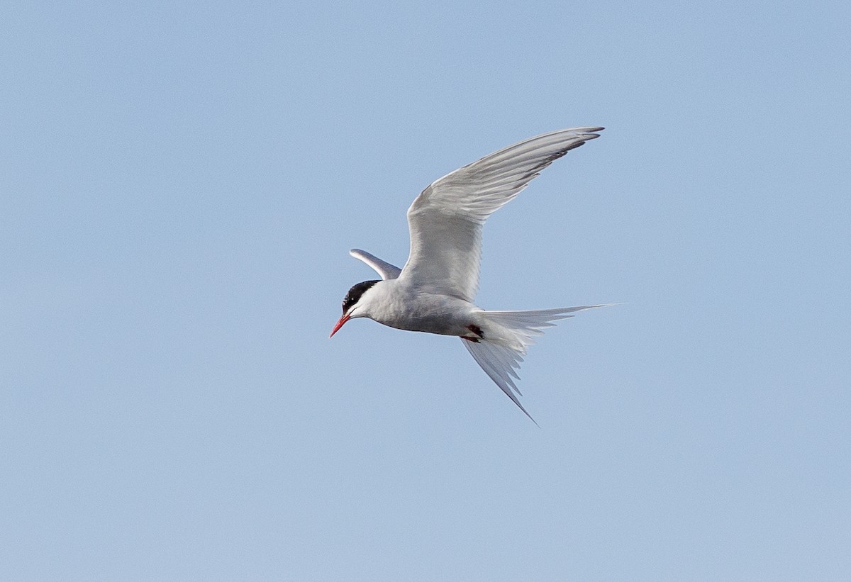 Arctic Tern - ML642831473