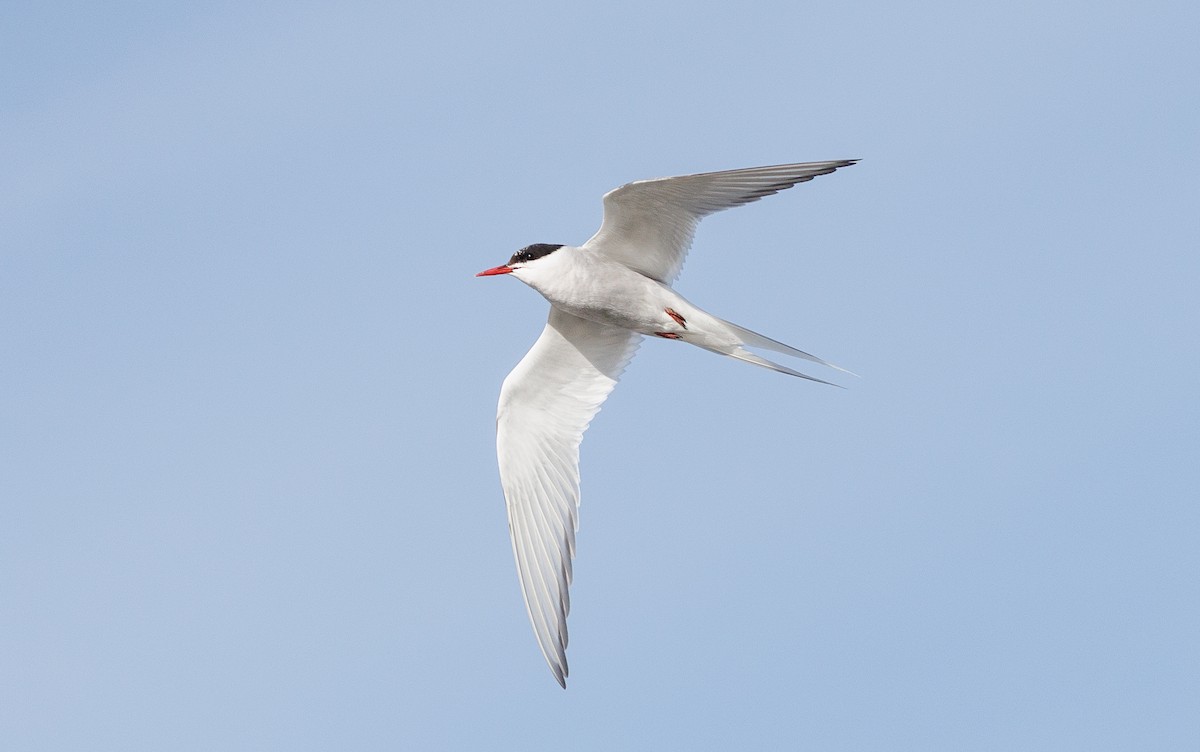 Arctic Tern - ML642831474
