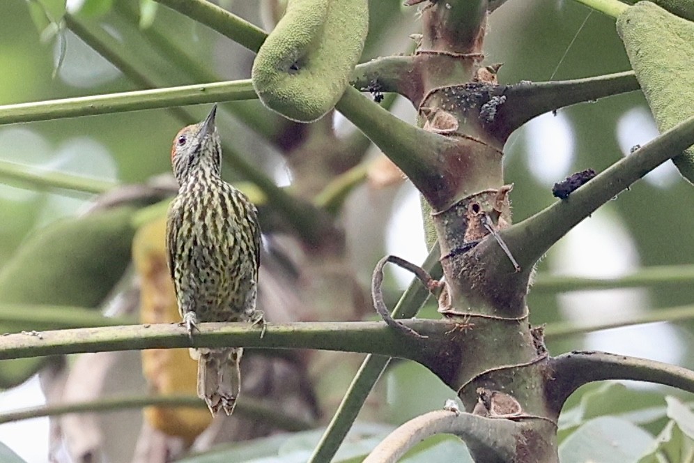 Gabon Woodpecker - ML642831475