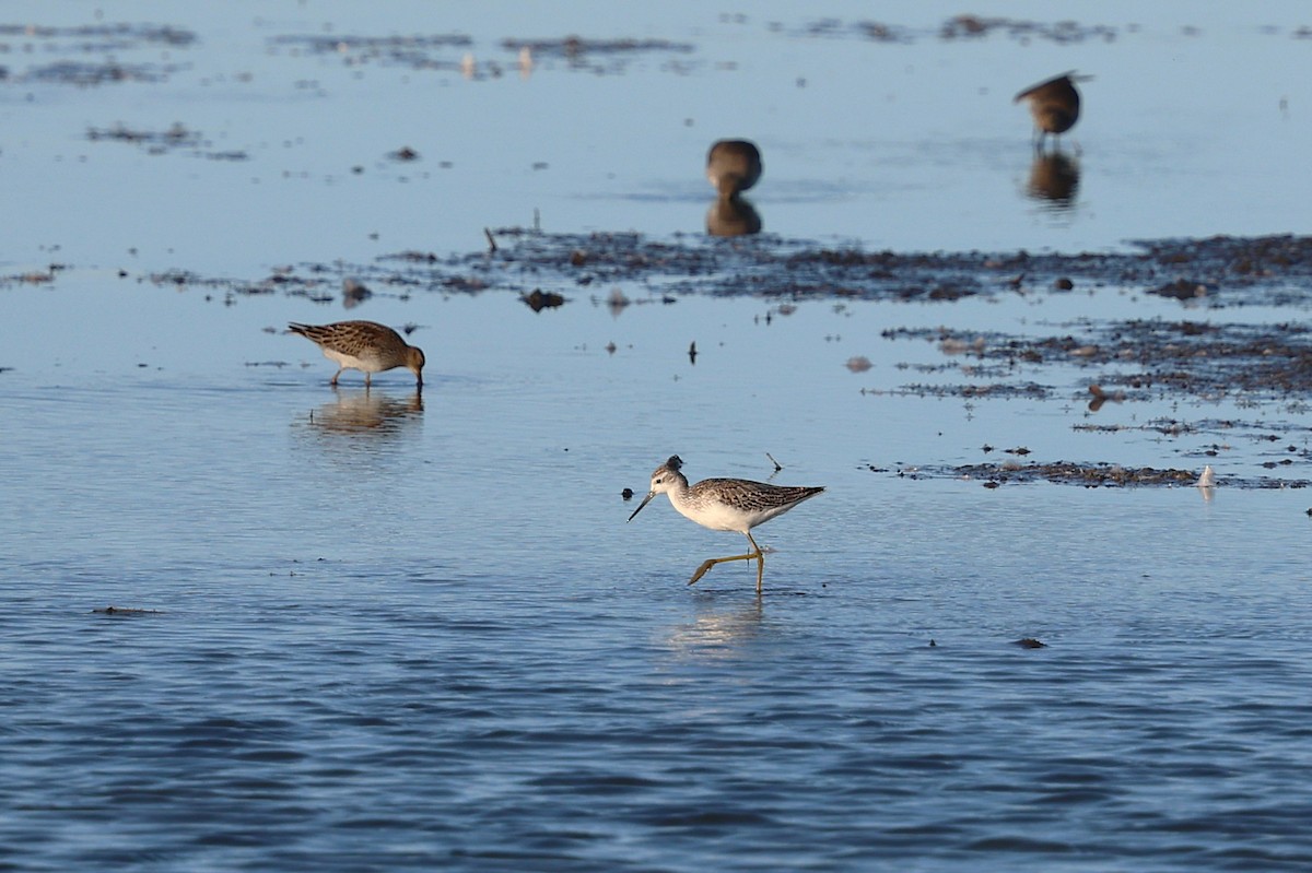 Marsh Sandpiper - ML642831476