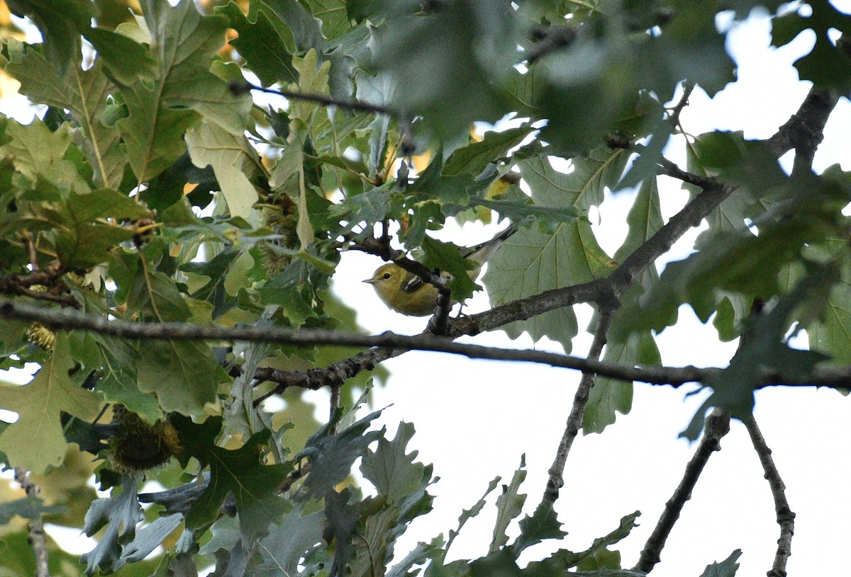 Bay-breasted Warbler - ML642831480