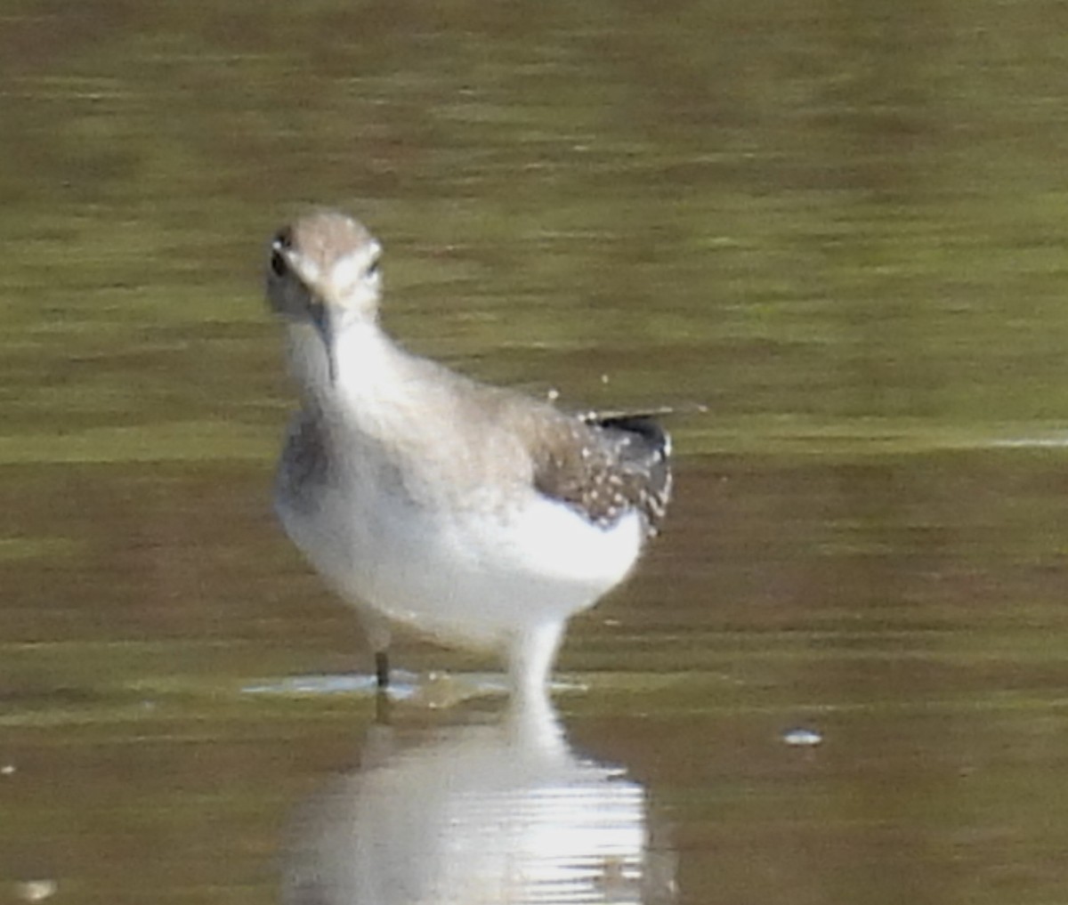 eremittsnipe - ML642831483