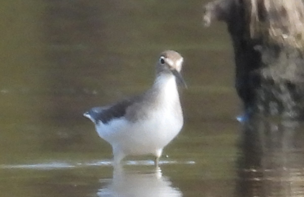 eremittsnipe - ML642831484
