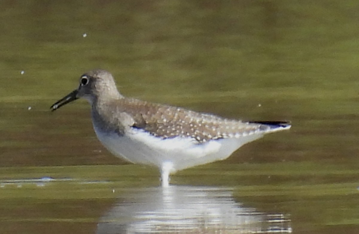 eremittsnipe - ML642831486