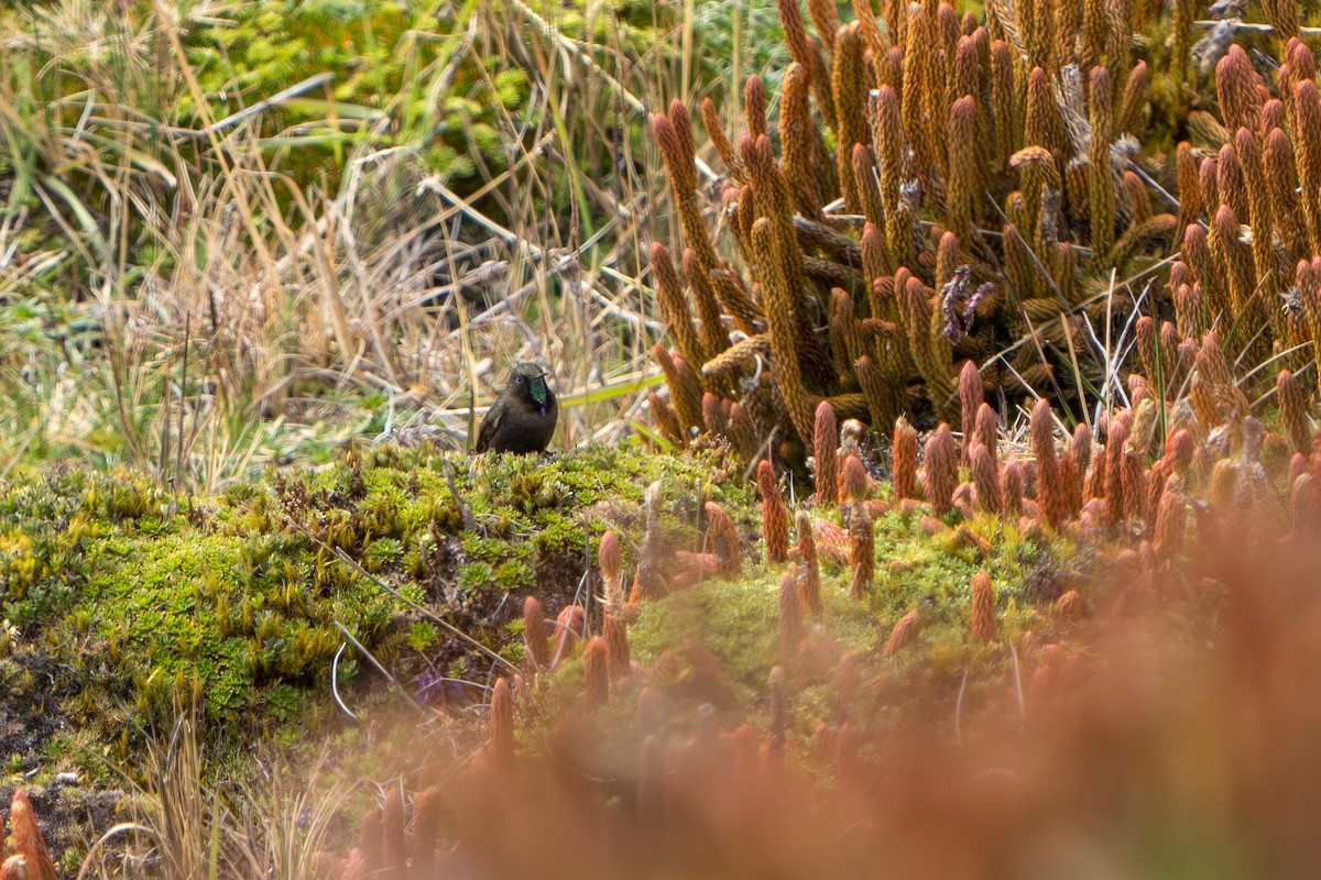 Blue-mantled Thornbill - ML642831489