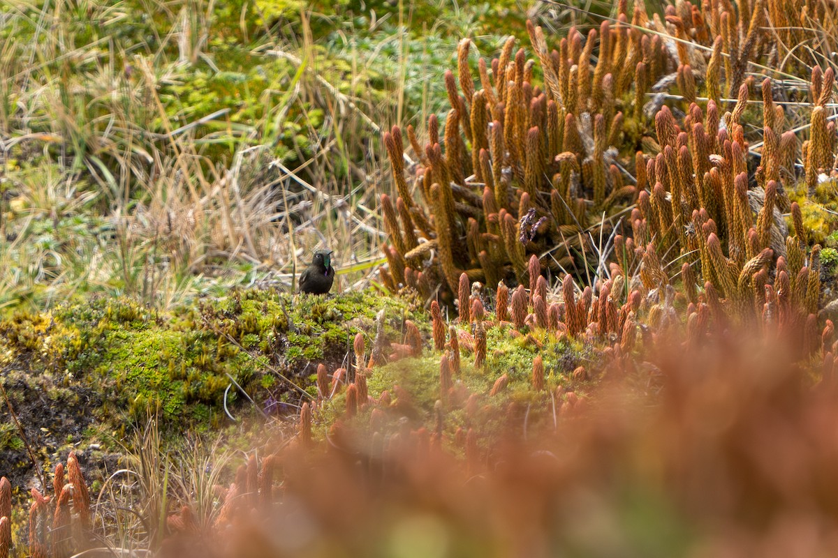 Blue-mantled Thornbill - ML642831490